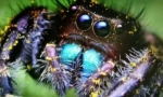 Arachnofobia: какво да правя със страха от паяците?